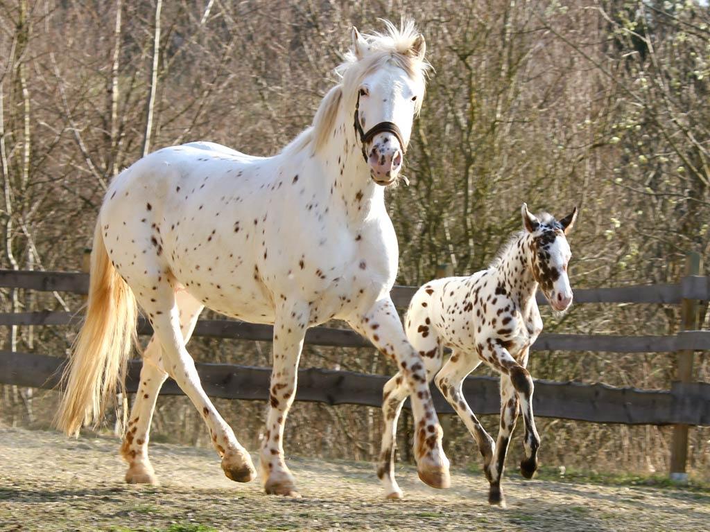 Cheval Knabstrup , Jument et poulain