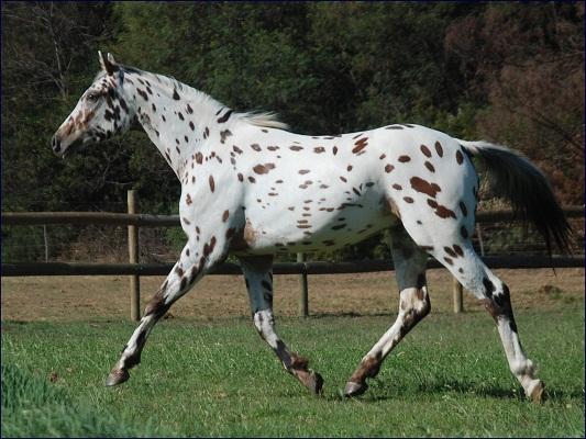 Knabstrup au trot