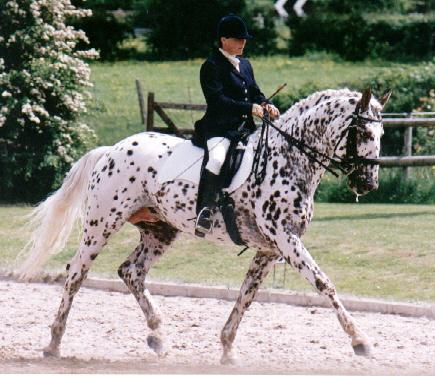 Knabstrup cheval - dressage. Stallion "Hamlet Frydenlund".