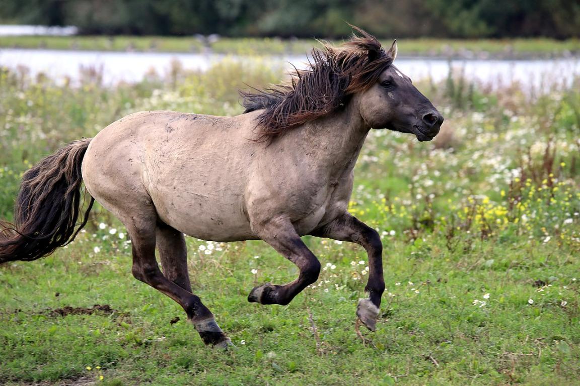 Konik au galop en semi-liberté à Oostvaardersplassen, aux Pays-Bas. - CC BY 2.0 - Jac. Janssen 
