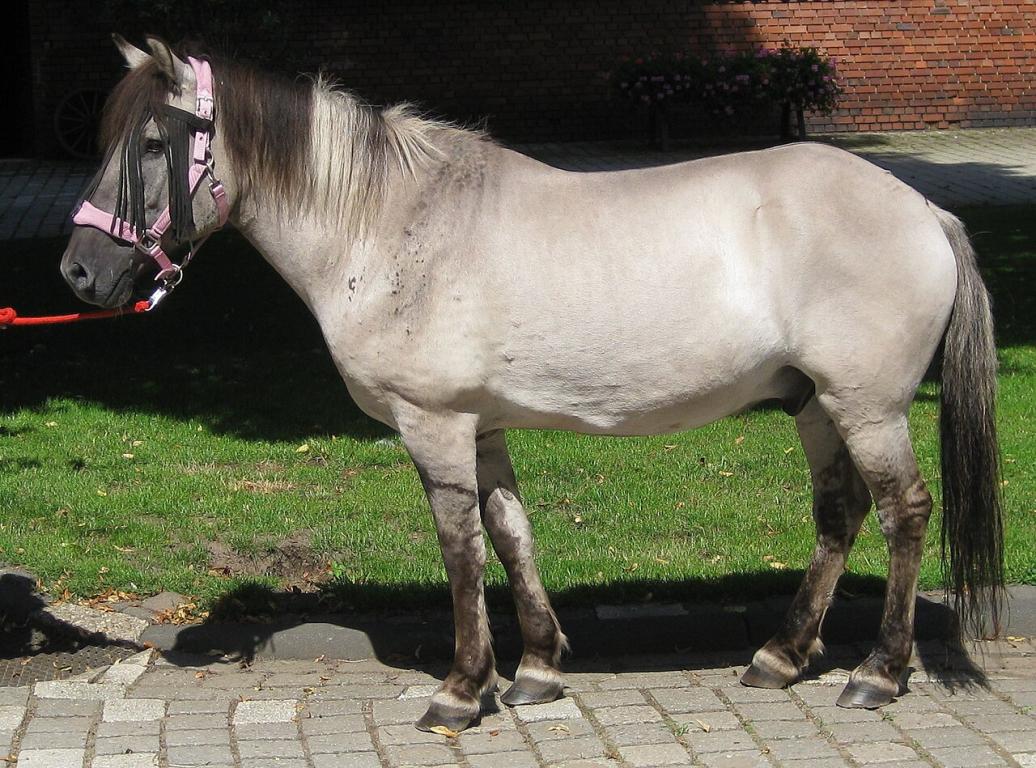 Mâle Konik, au modèle. - CC BY-SA 3.0