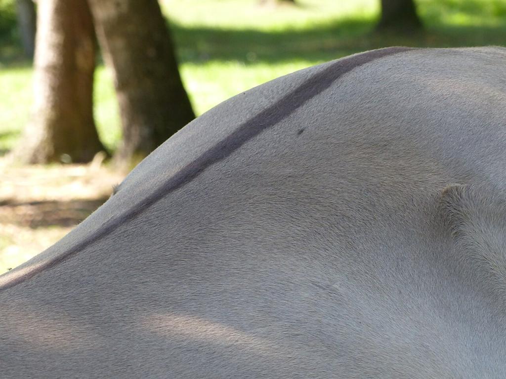 Chevaux de race Konik dans la réserve de la forêt de Białowieża, Raie de mulet sur le dos - CC BY-SA 4.0 - Tsaag Valren