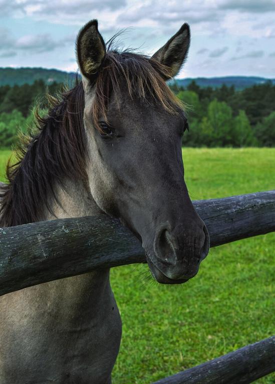 Konik Tête relevée, vue de trois quarts  - CC BY 4.0 - Adrianna Rafalska 
