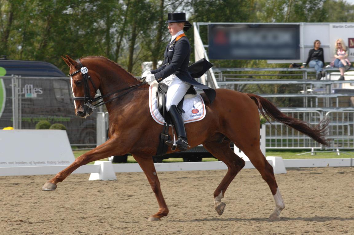 Cheval KWPN lors d’une compétition de dressage. - CC BY-SA 3.0 - Chefsna