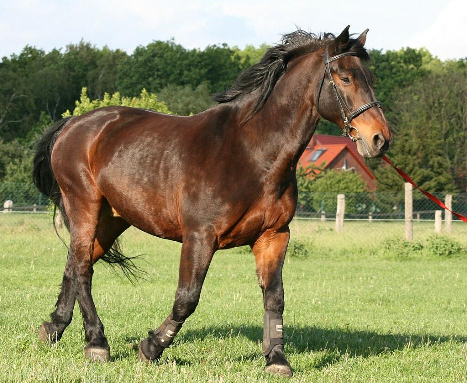 Cheval letton bai typé sport - CC BY-SA 3.0 - Tuxer2002 