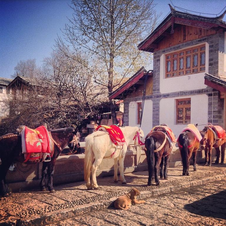 Groupe de poneys dans le Lijiang - CC BY 2.0 - rose_symotiuk