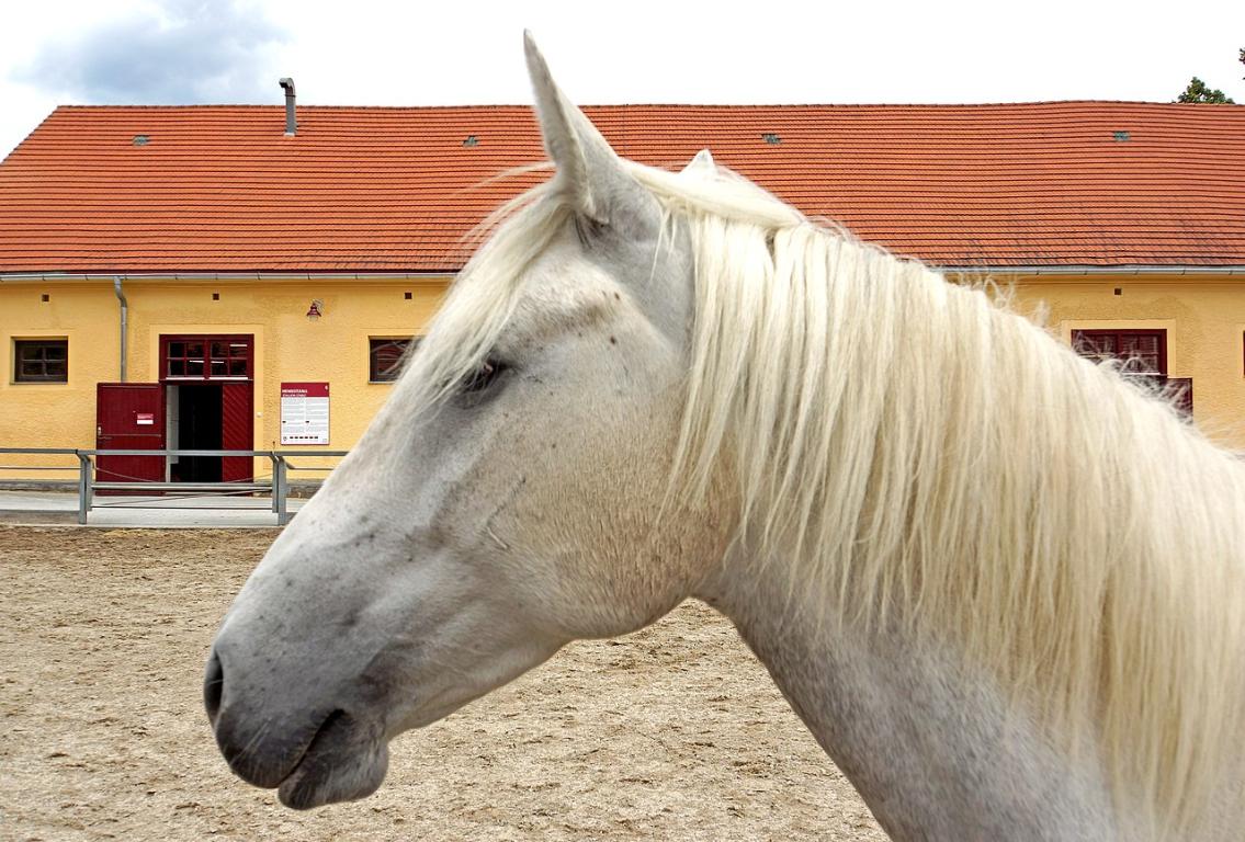 Tête d'un Lipizzan du haras de Piber. - CC BY-SA 2.0 - Dennis G. Jarvis