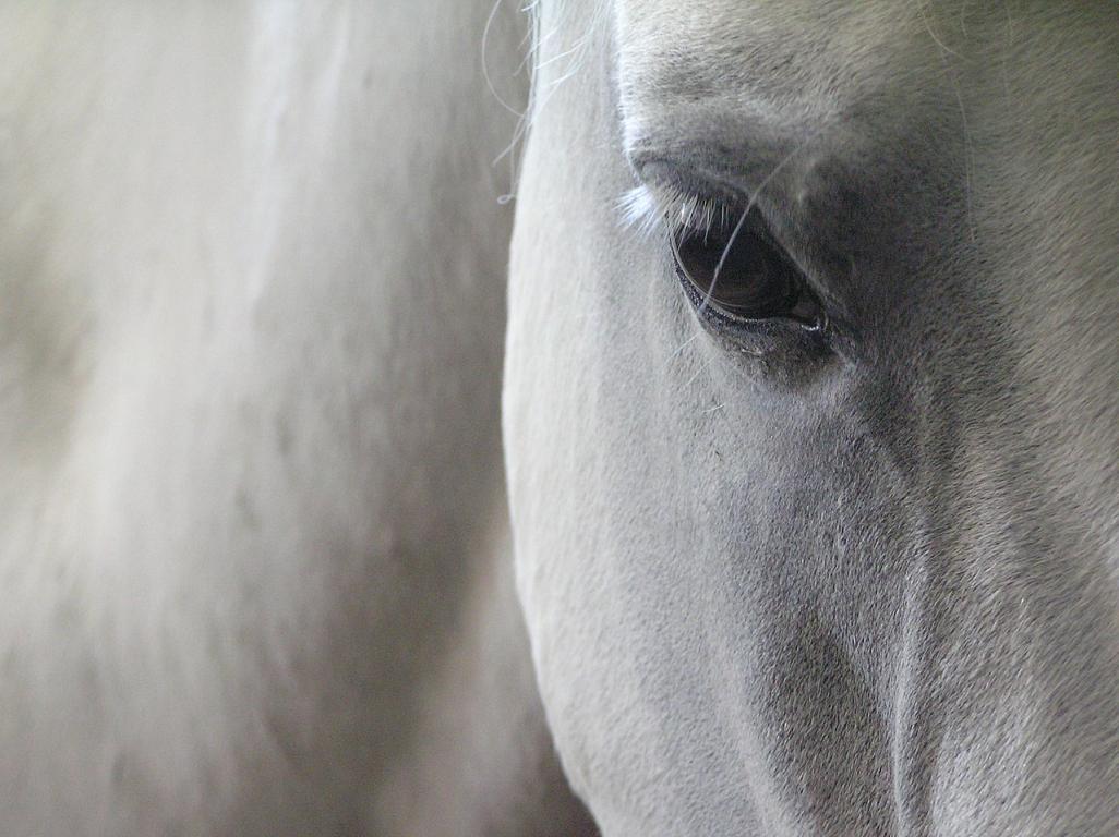Détail sur l'œil et le pelage d'un Lipizzan. - CC BY 2.0 - belgianchocolate 