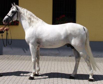 Lipizzan de lignée Conversano, au modèle. - CC0 - AtjanHop 