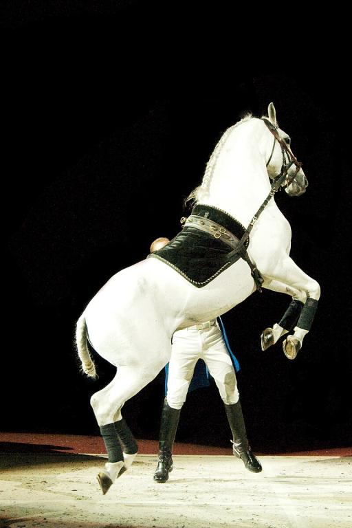 Lipizzan exécutant un air relevé - CC BY 2.0 - Tom Hammer