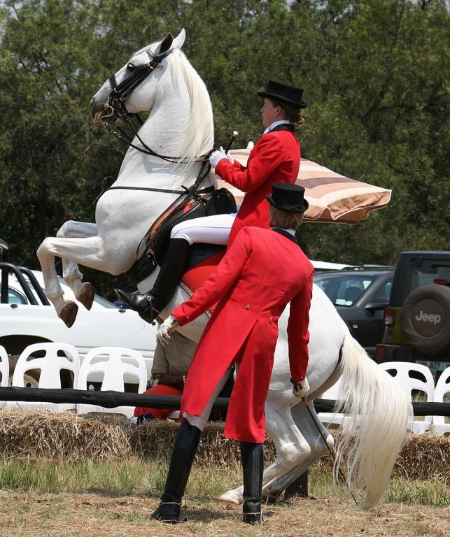 Pesade interprétée par Pluto Montenegra et sa cavalière, à l'école lipizzane d'Afrique du Sud. - CC BY-SA 4.0 - NJR ZA 