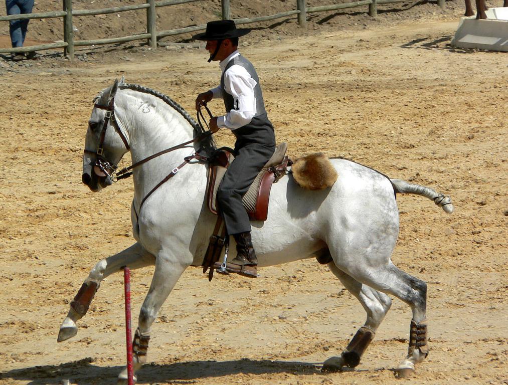 Cheval lusitanien en monte traditionnelle. - CC BY-SA 3.0 - Lbpetersen 