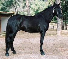 Cheval Majorquin - Photo : Govern de les Illes Balears 
