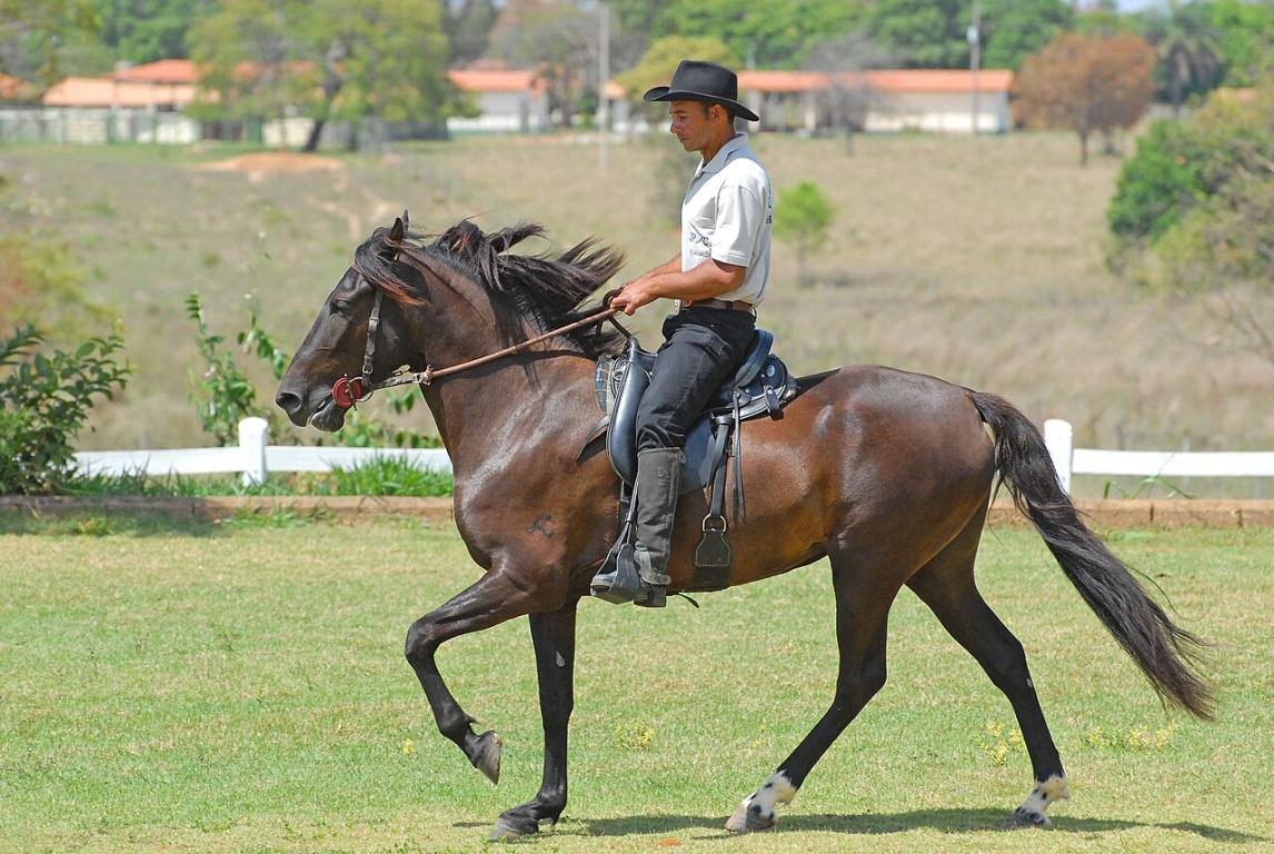La jument Olímpia de Clarion, fille de Meirelles Jagunço, à la marcha Picada au maras Clarion de Pirapora. - Domaine public - H.Stickel