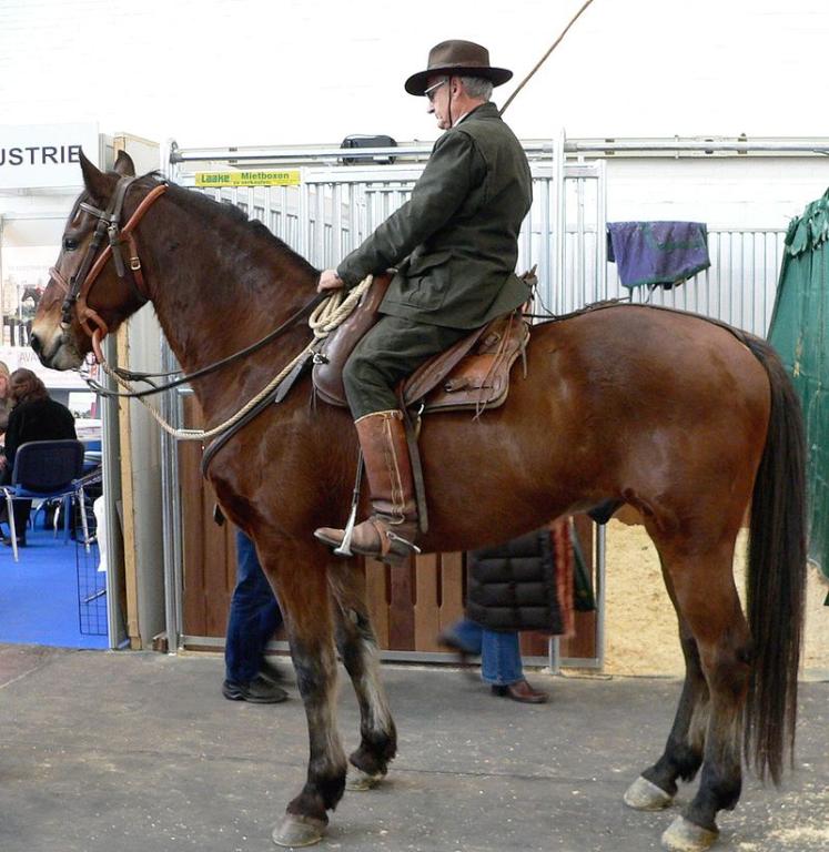 Maremmien monté par un buttero, au modèle, vu de profil. Salon Equitana de 2005. - CC BY-SA 3.0 - BS Thurner Hof