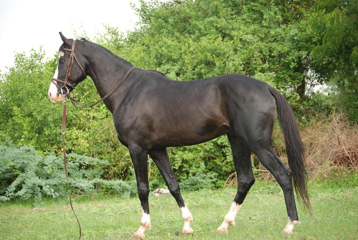 Un bel exemple du cheval Marwari. Cet étalon "Humayun" appartient à M. Virendra Kankariya d'Ahmedabad. INDE - Virendra.kankariya