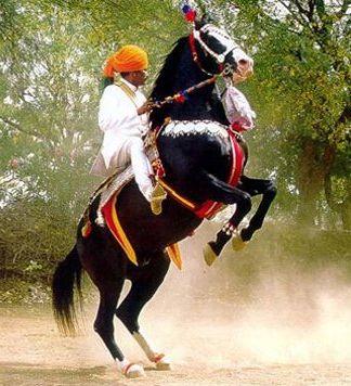 Cheval Marwari en démonstration au Rajasthan. - CC0 - Lobsterthermidor