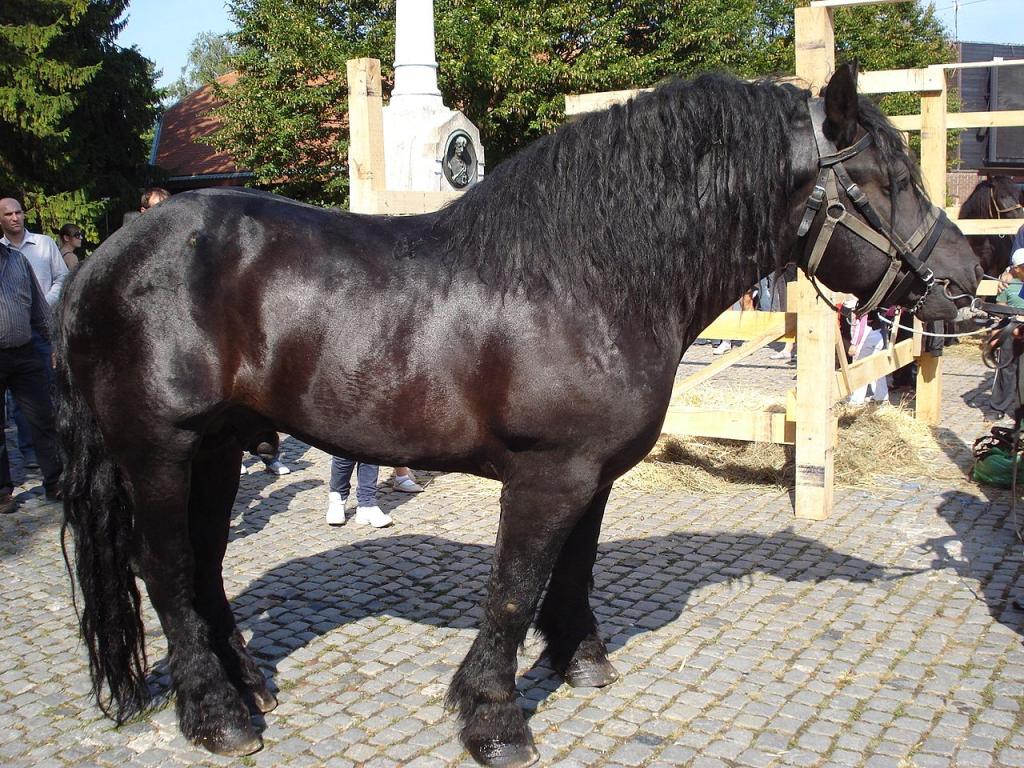 Međimurje - Muraközi ló - CC BY-SA 3.0 - Silverije