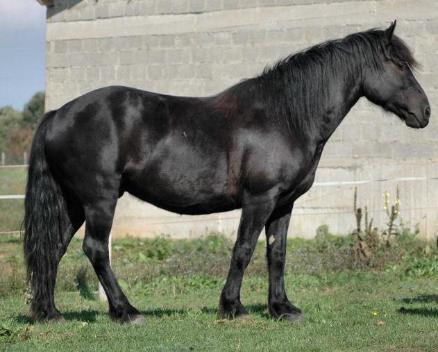Horse image