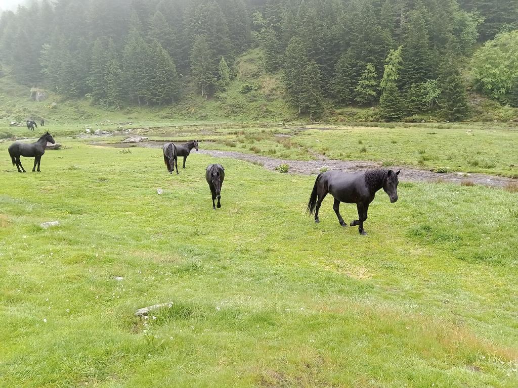 Chevaux de Mérens à L'Estagnol, sur la commune de Mérens-les-Vals. - CC BY-SA 4.0 - Rémih 