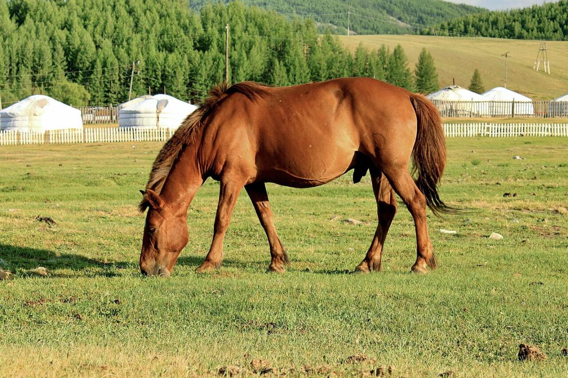 Cheval mongol - CC BY-SA 4.0 - Marcin Konsek