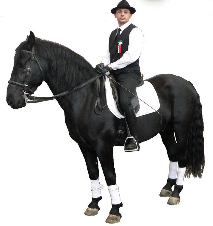 Un cheval Murgese présenté au salon Equitana en 2005. - CC BY-SA 3.0 - BS Thurner Hof 