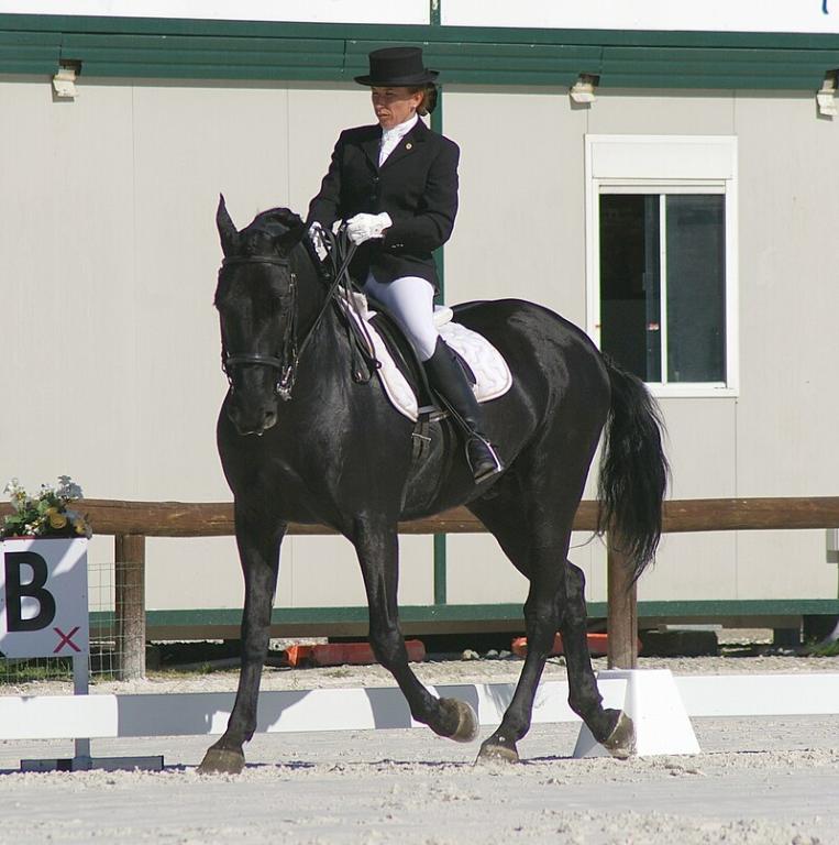 Murgese sur une reprise de dressage, en concours. - CC BY-SA 3.0 - Diamantenero65
