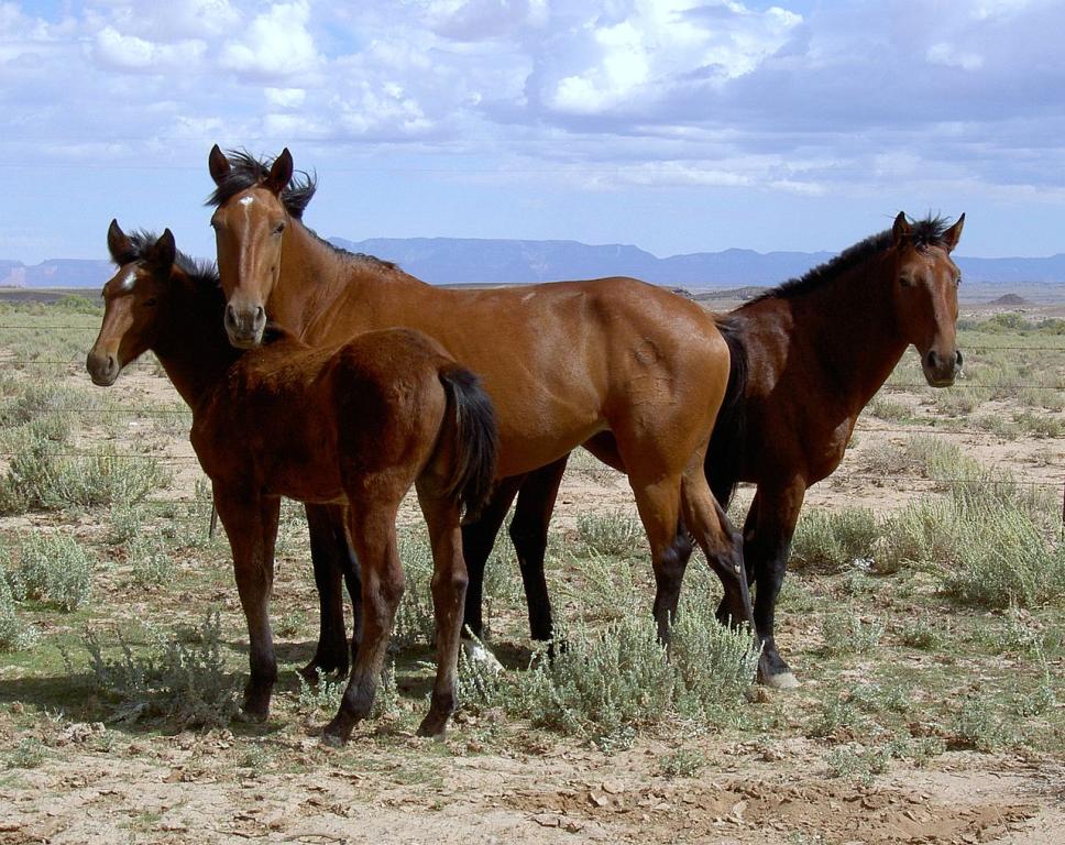 Mustangs en Arizona. - CC BY 2.0 - John Harwood 