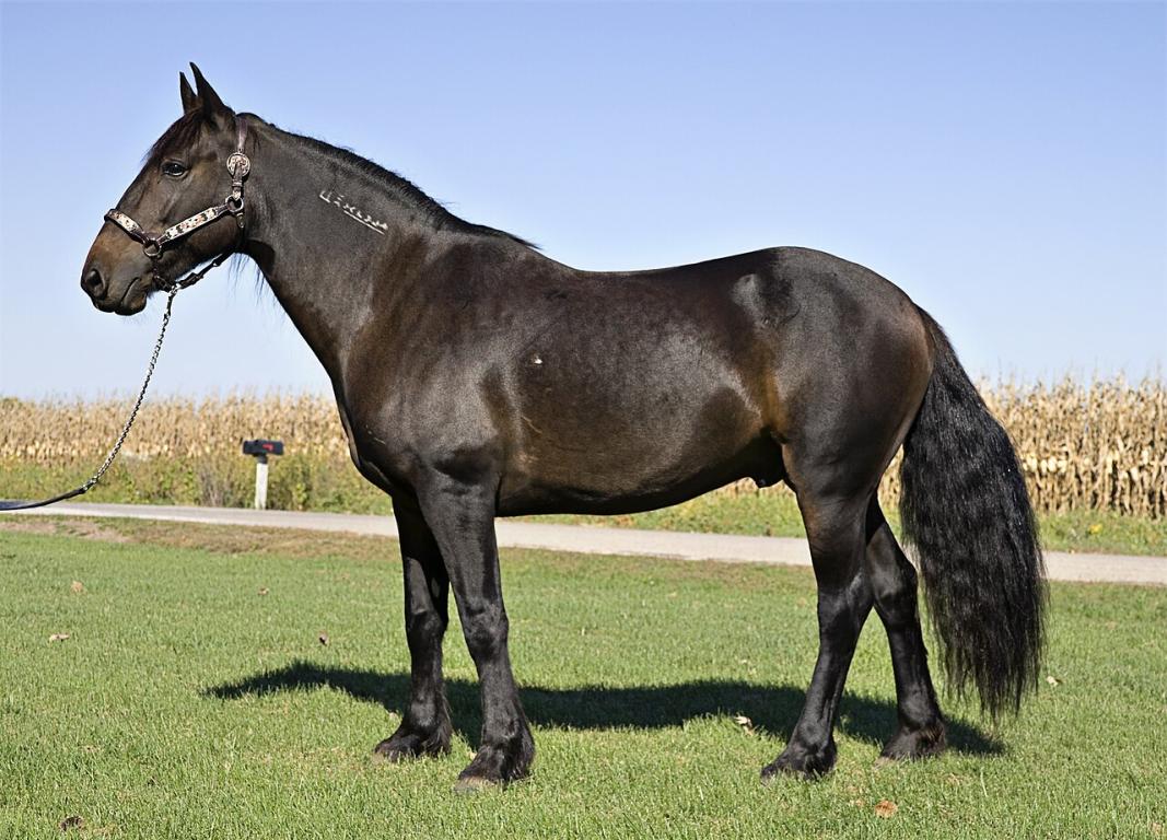 Étalon mustang adopté, au modèle. - CC BY-SA 3.0 - Ealdgyth