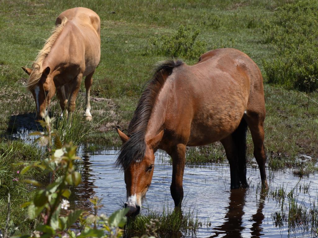 New Forest Poney - CC BY 2.0 - Photo : Paul Albertella 