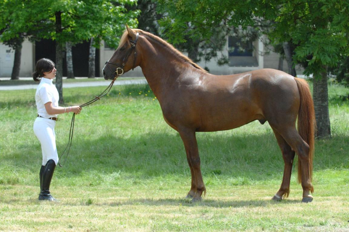 Mâle New Forest au modèle. - CC BY-SA 3.0 - Photo : Eponimm 