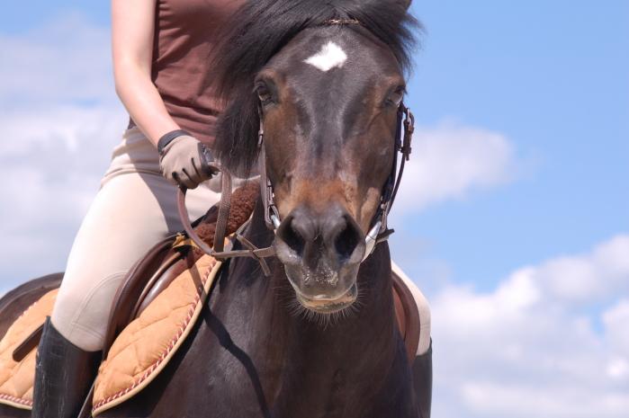 Tête d'un poney New Forest. - CC BY-SA 3.0 - Photo : Eponimm 