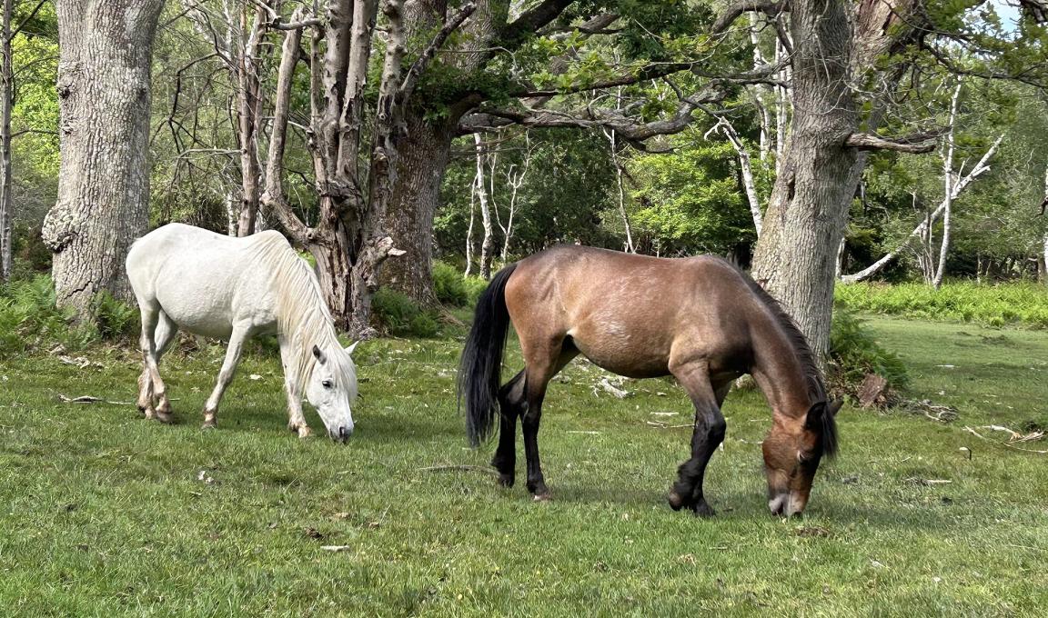  Poneys blancs et bai foncé dans la New Forest - CC BY-SA 4.0 