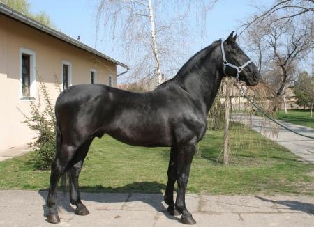 Nonius noir au haras national de Mezőhegyes en Hongrie, 2007. - Domaine public - Tommy lieven 