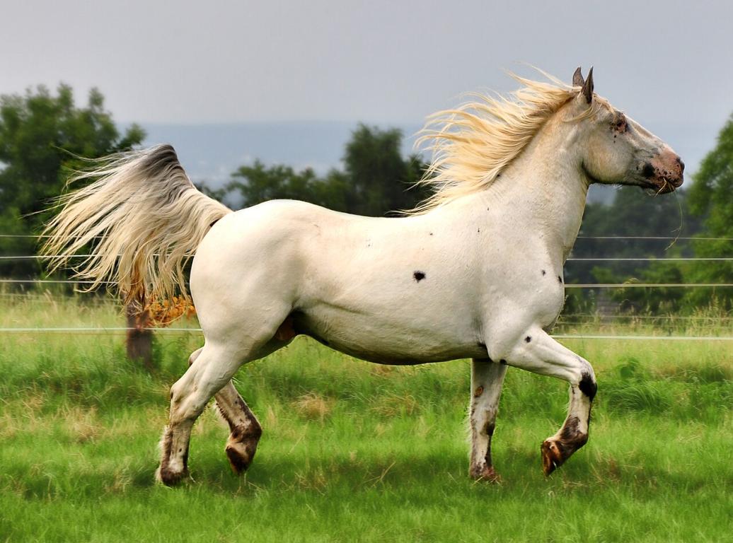 Un Noriker de la lignée Elmar. - CC BY-SA 3.0 - Photo: ArtTecFoto