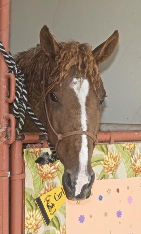 Tête d'un cheval Curly, au box. - CC BY 2.0 - Just chaos 