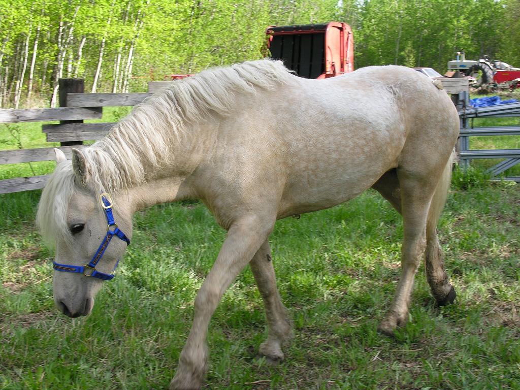 Cheval Curly de robe palomino. - CC BY-SA 2.0 - Ron Manke