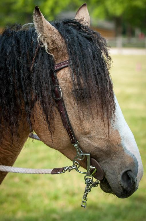 Tête d'un Curly, avec les poils bouclés sortant des oreilles. - CC BY 2.0 - Bob Haarmans 