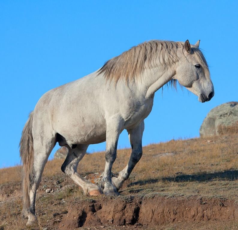 Nouvel Altaï gris dans la steppe de la Tchouïa, monts Altaï. -  CC BY-SA 4.0 - Alexandr frolov 