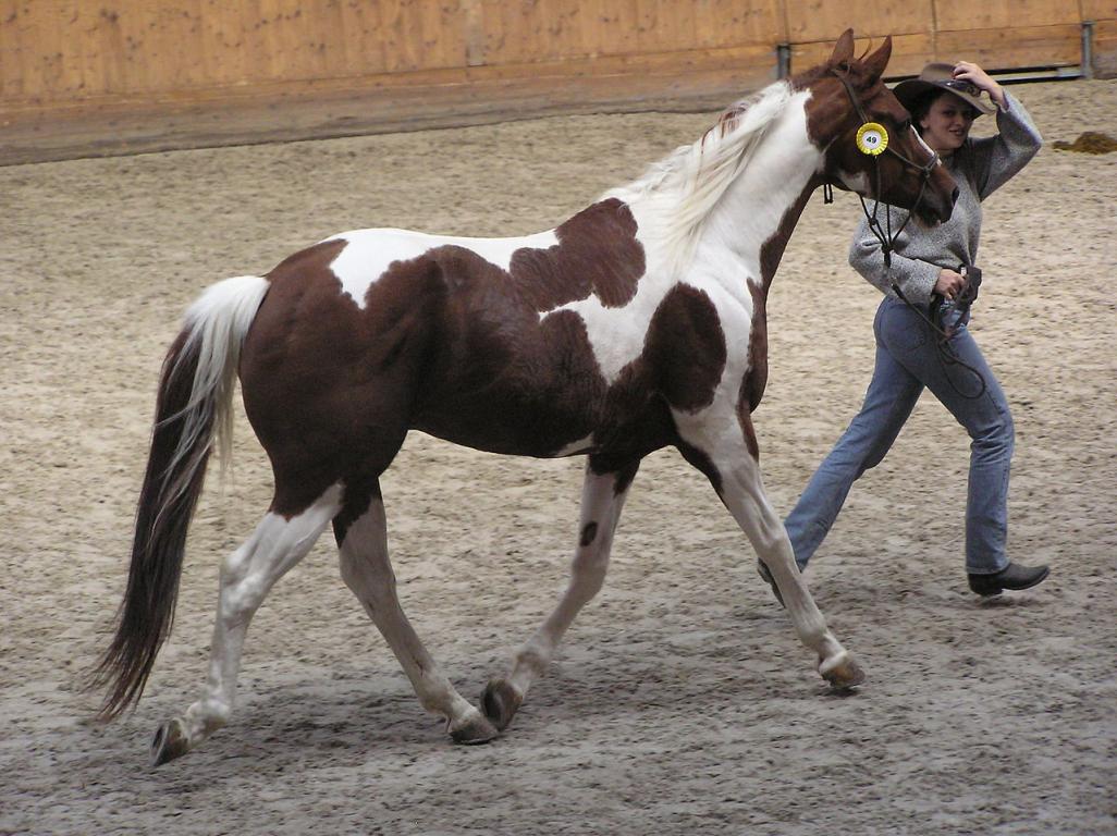 Paint Horse - CC BY-SA 3.0 - Karakal 