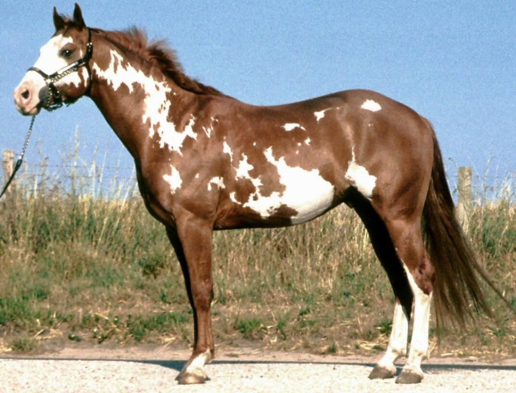 Paint Horse Overo - CC BY 2.5 - Malcolm Morley 