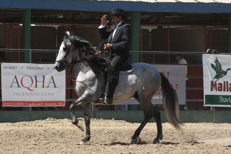 Paso Fino exécutant le classic fino lors d'un show. - CC BY 2.0 - Just chaos 