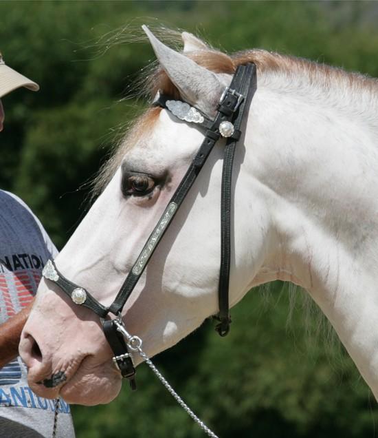 Tête d'un paso fino portoricain sabino. - CC BY-SA 3.0 - Arsdelicatas