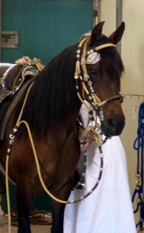 Tête d'un Paso péruvien - CC BY 2.0 - Just chaos 