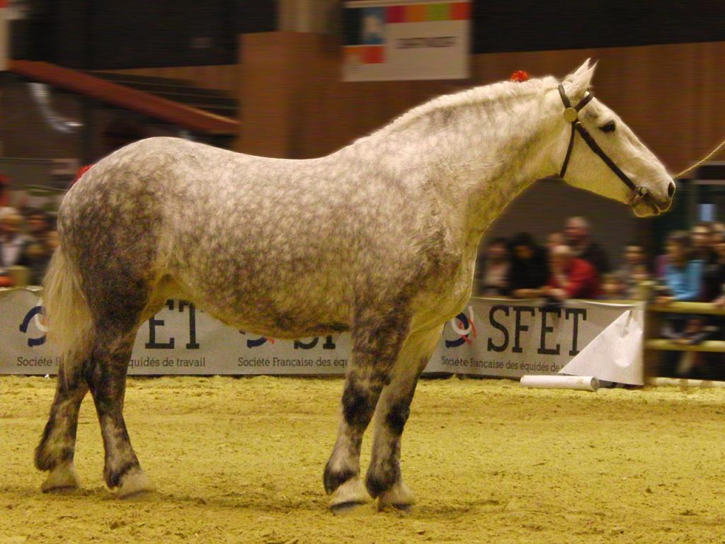 Un cheval percheron gris au Salon international de l'agriculture 2014 à Paris, France