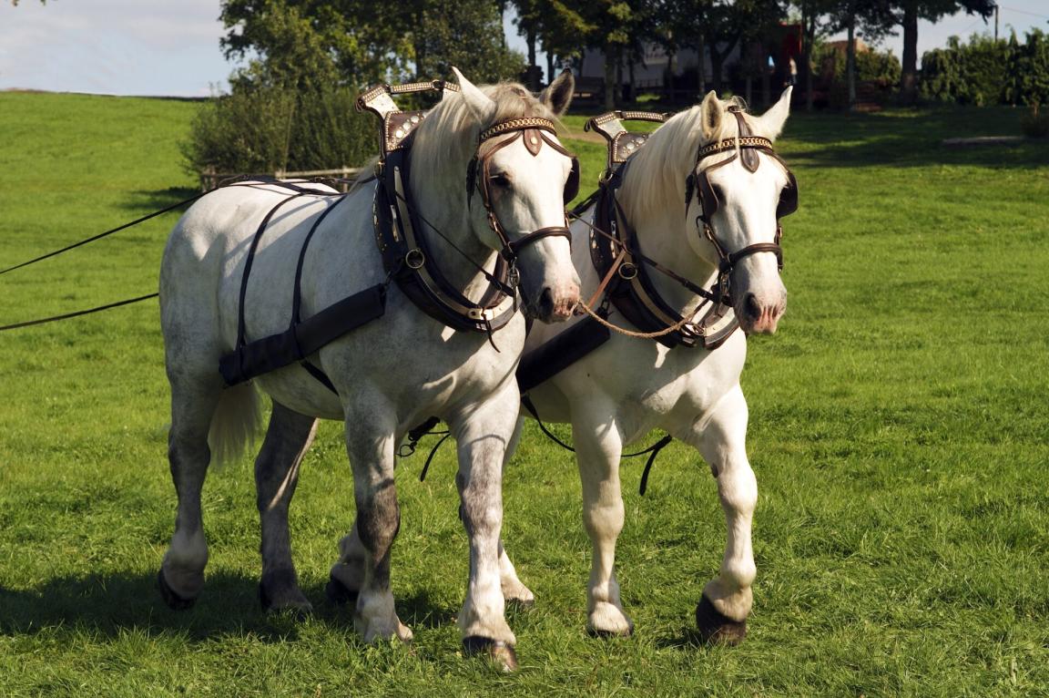 Horse image