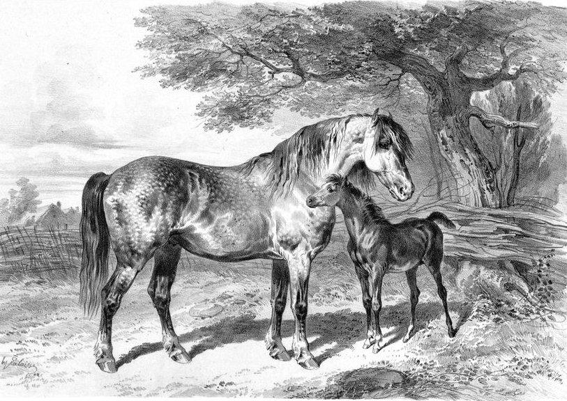 Jument percheronne vue par Lalaisse, vers 1850.