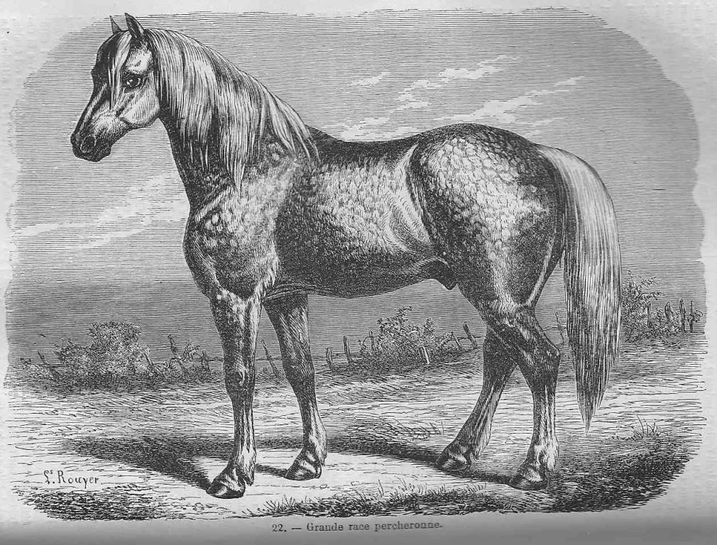 Race Percheron | Encyclopédie pratique de l'agriculteur, 1877.