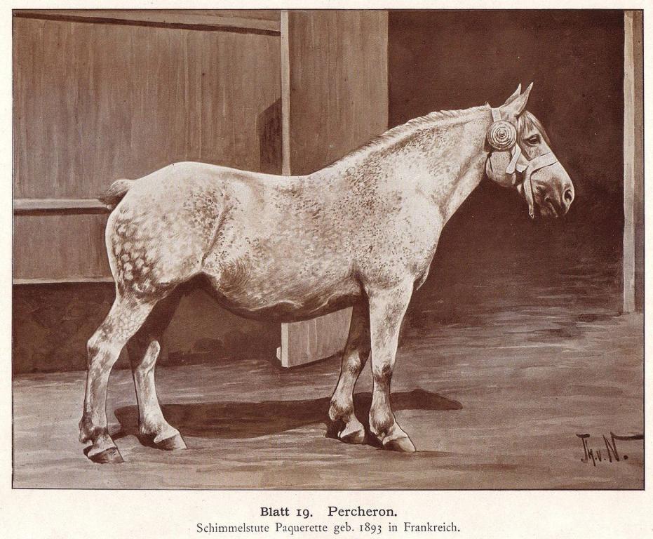 Pâquerette, poulinière percheronne née en France en 1893, d'après un dessin de Thomas von Nathusius publié en 1904[H 8].