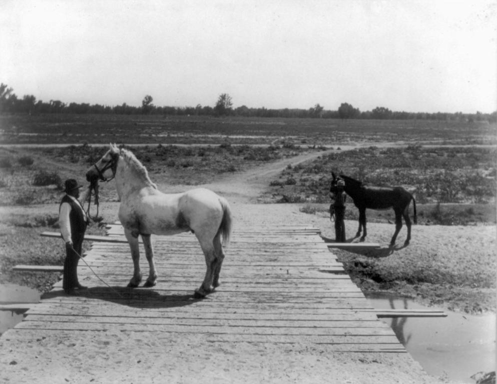 Le Percheron Compromise sur un pont du canal McCord en Californie, 1888.